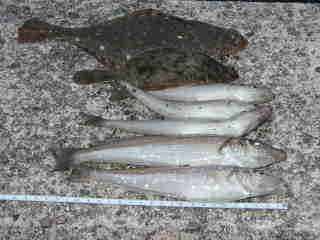 釣果